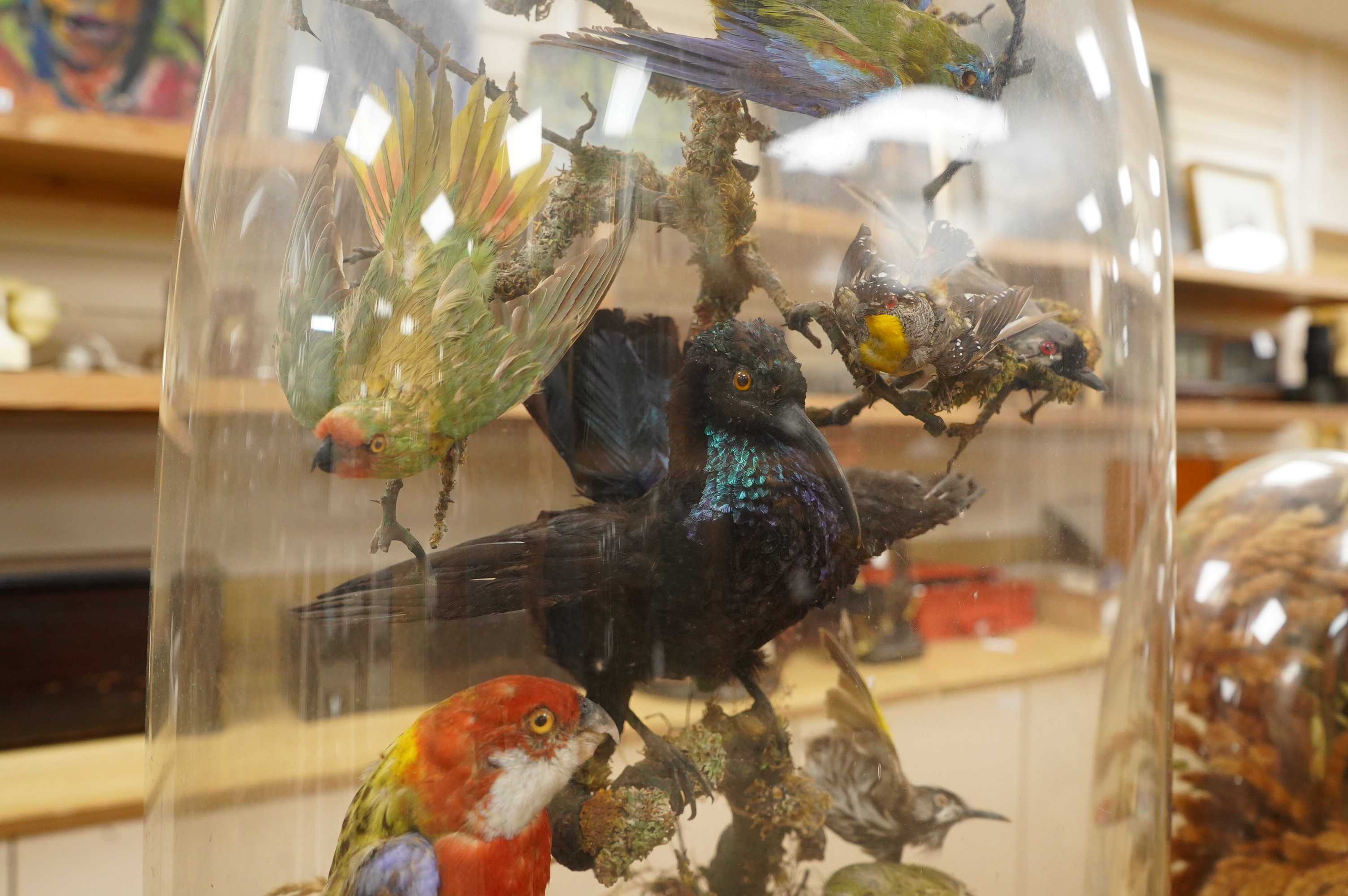 A Victorian taxidermy display of exotic birds including an Eastern Rosella, a Turquoise Parrot, a Night Parrot, etc., contained within a domed case with ebonised base, 70cm high, 40cm wide